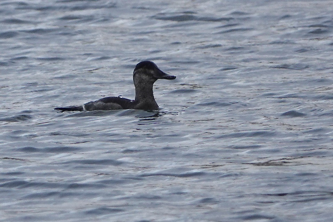 Ruddy Duck - ML628140236