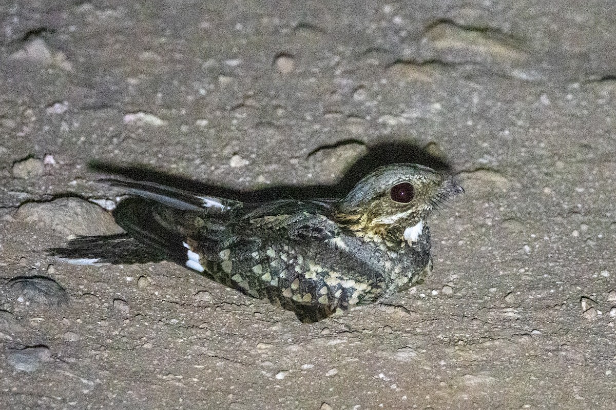 Rufous-cheeked Nightjar - ML628140296