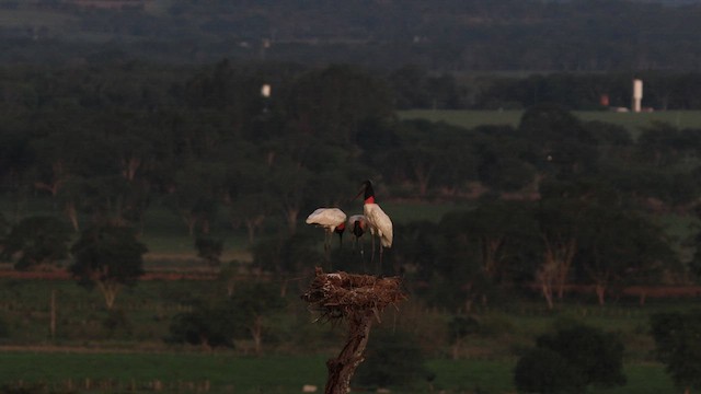 Jabiru d'Amérique - ML628140396