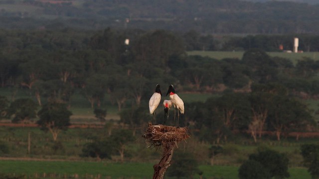 Jabiru d'Amérique - ML628140422