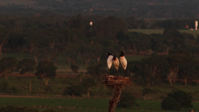 Jabiru d'Amérique - ML628140470