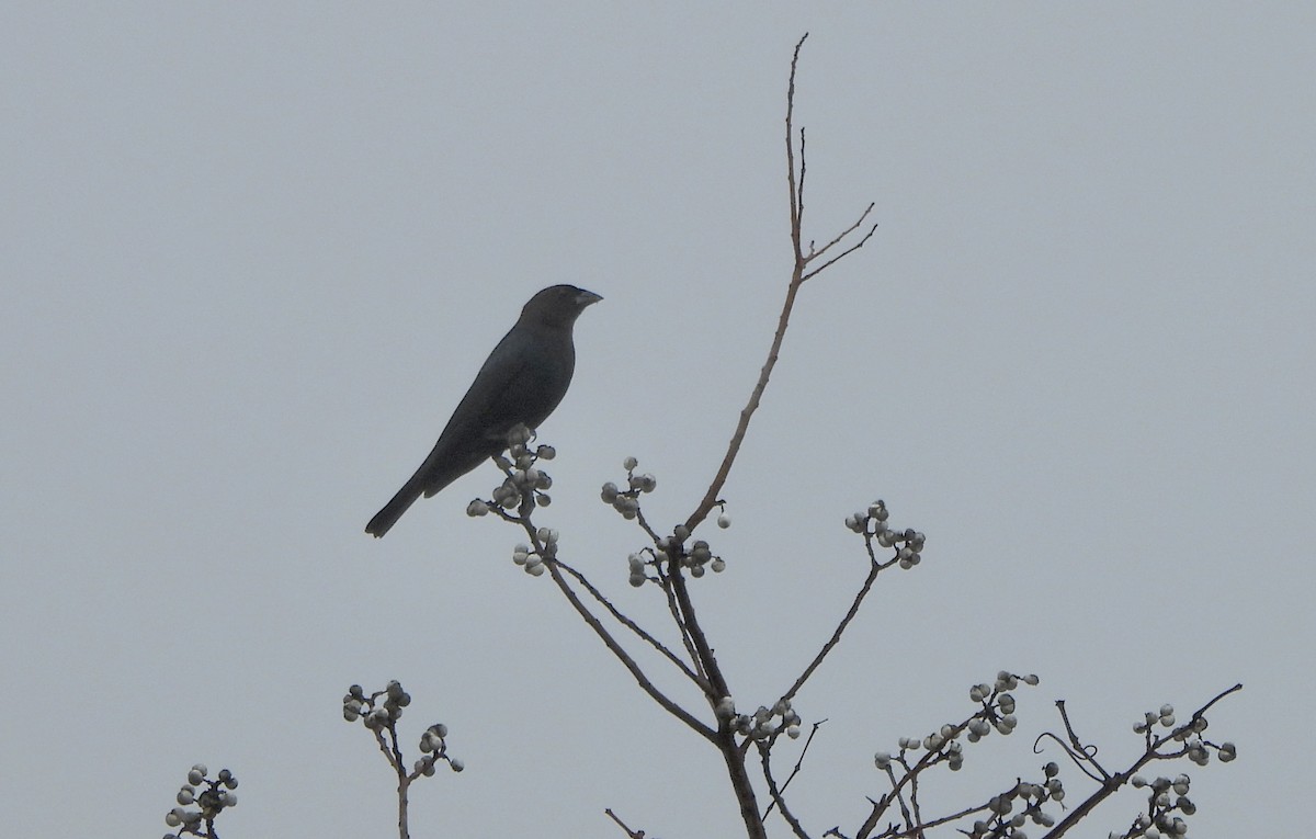 Brown-headed Cowbird - ML628140609