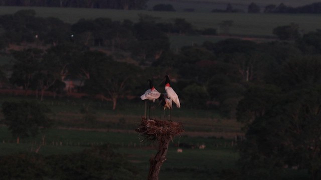 Jabiru d'Amérique - ML628140678