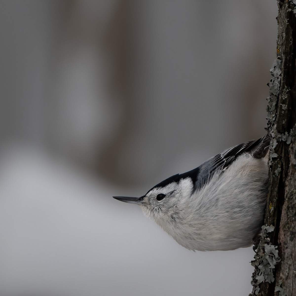 White-breasted Nuthatch - ML628140772