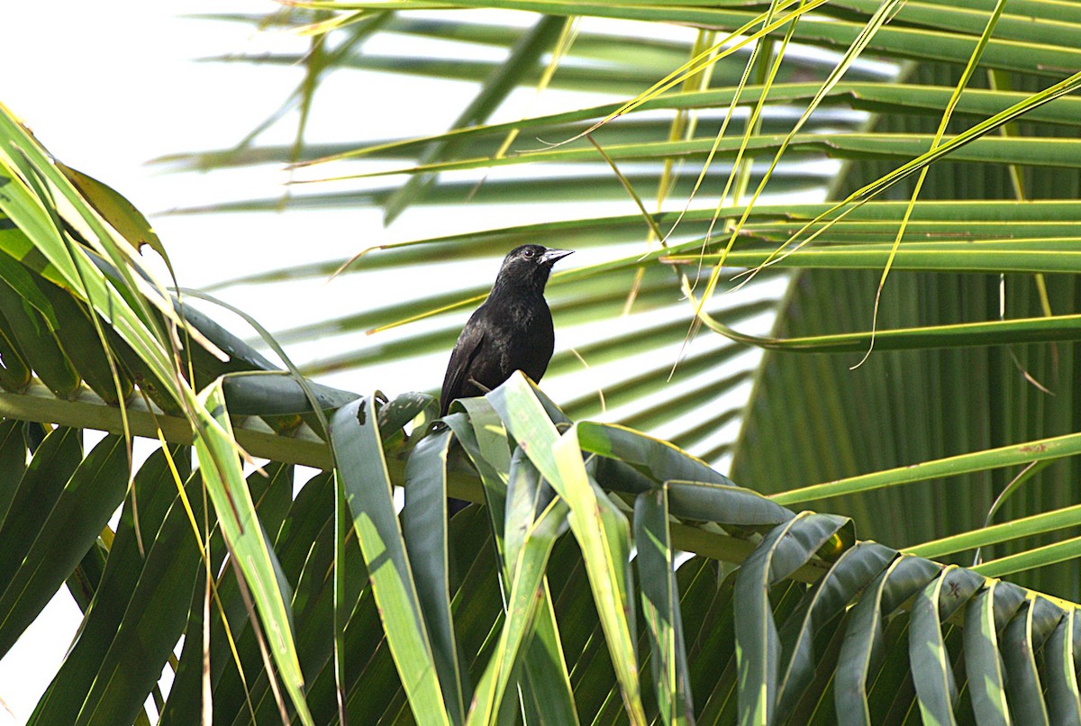Forbes's Blackbird - ML628140864