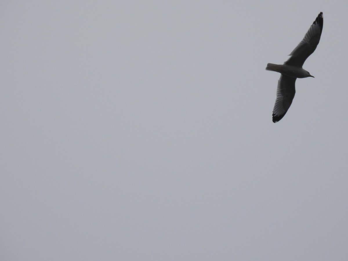 Ring-billed Gull - ML628140878