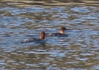 Red-breasted Merganser - ML628140950