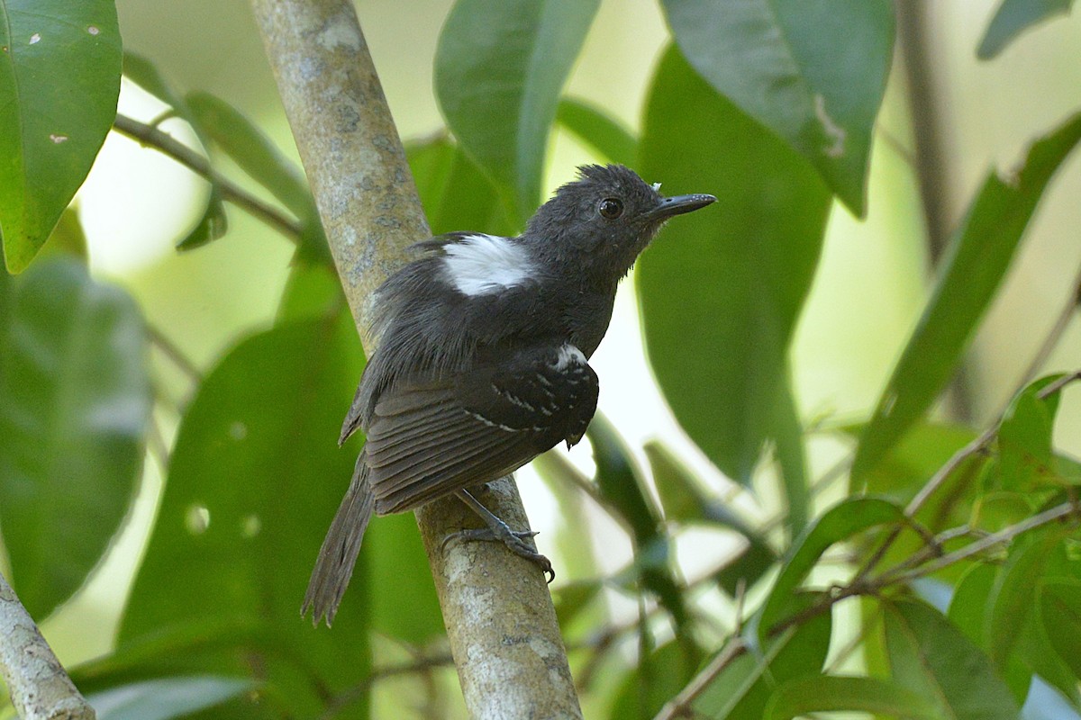 Willis's Antbird - ML628140953