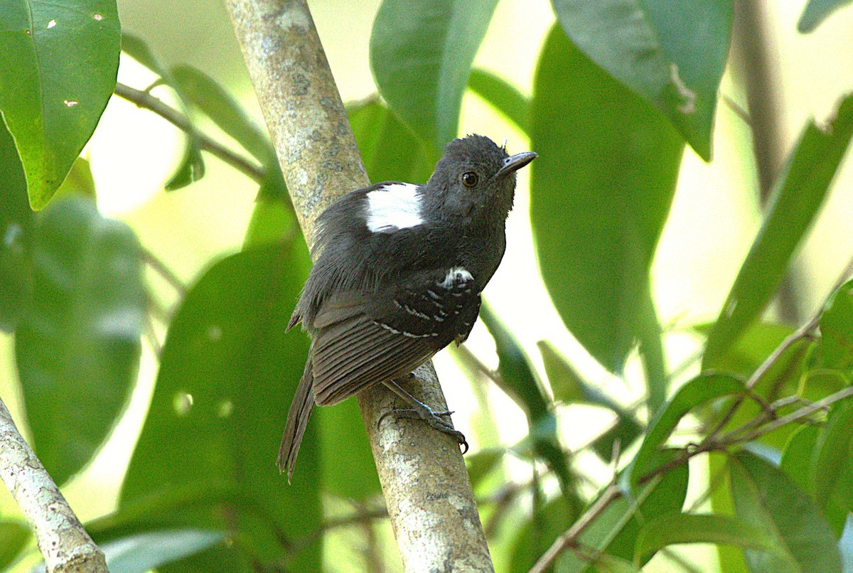 Willis's Antbird - ML628140954
