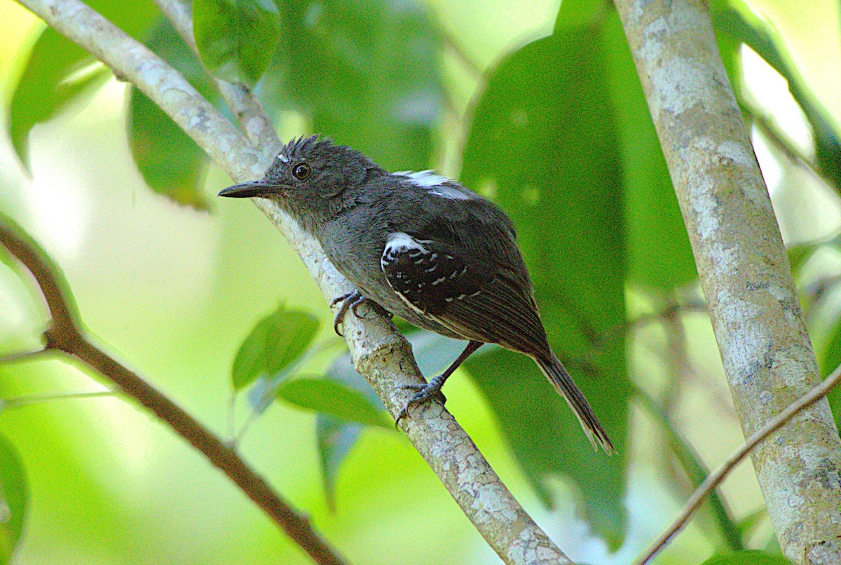 Willis's Antbird - ML628140955
