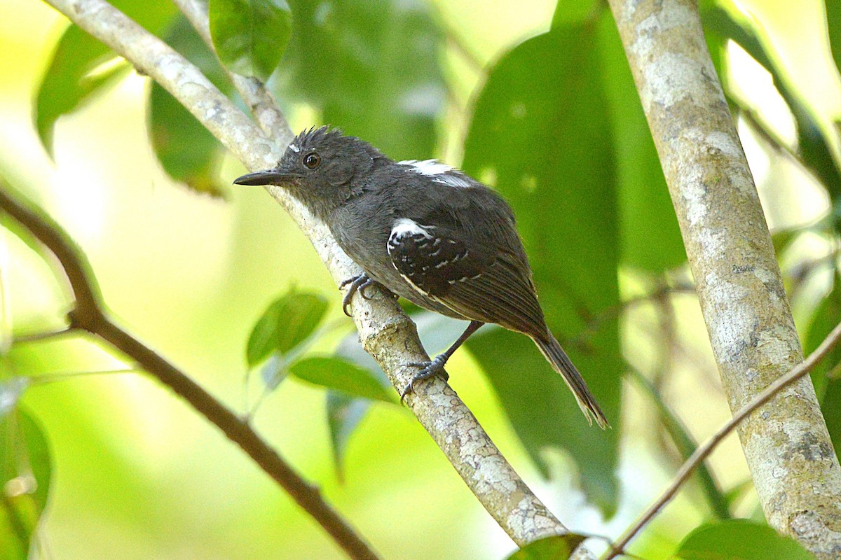 Willis's Antbird - ML628140956