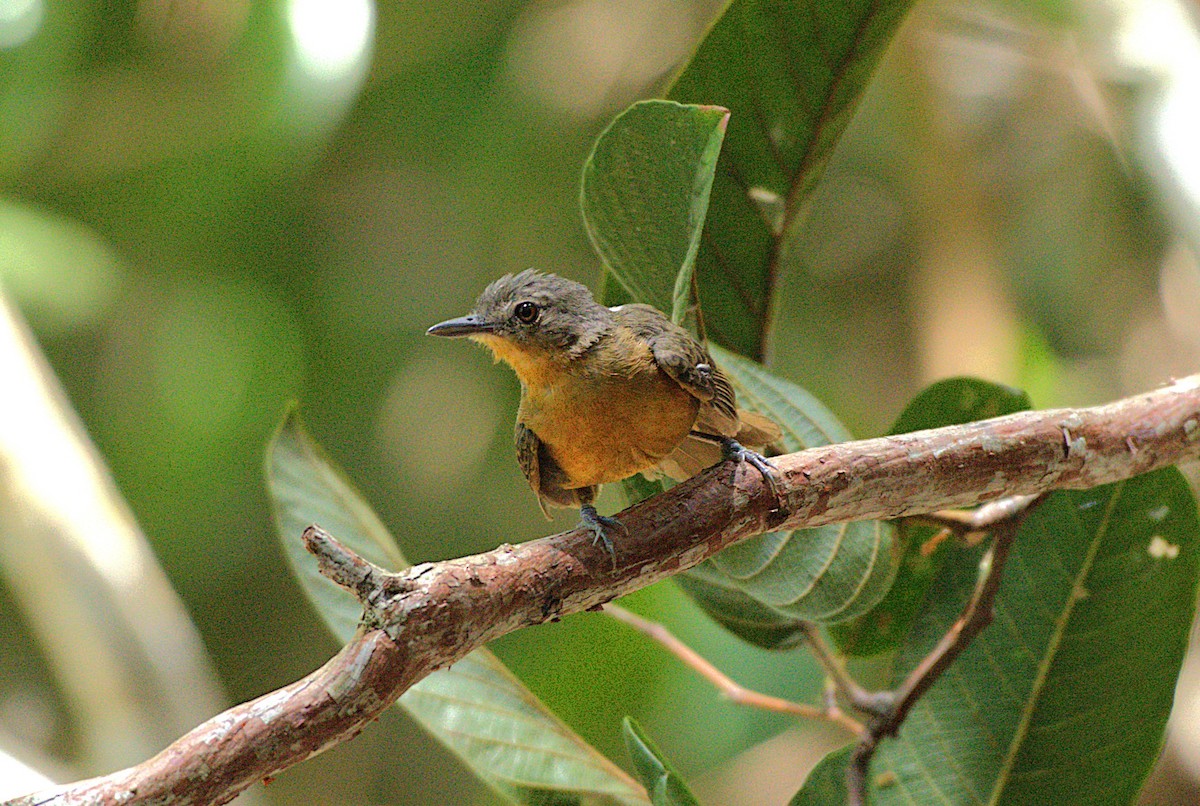 Willis's Antbird - ML628140957