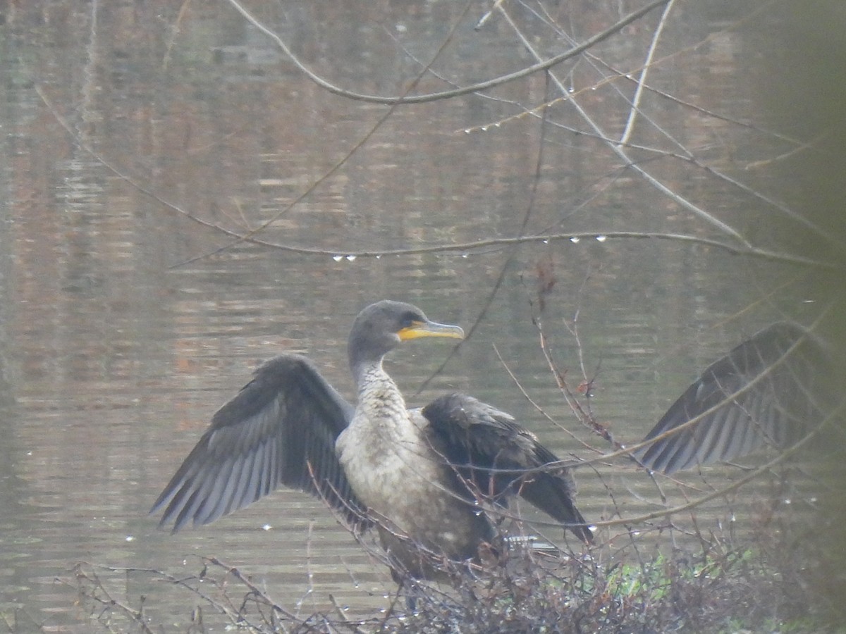 Double-crested Cormorant - ML628140994