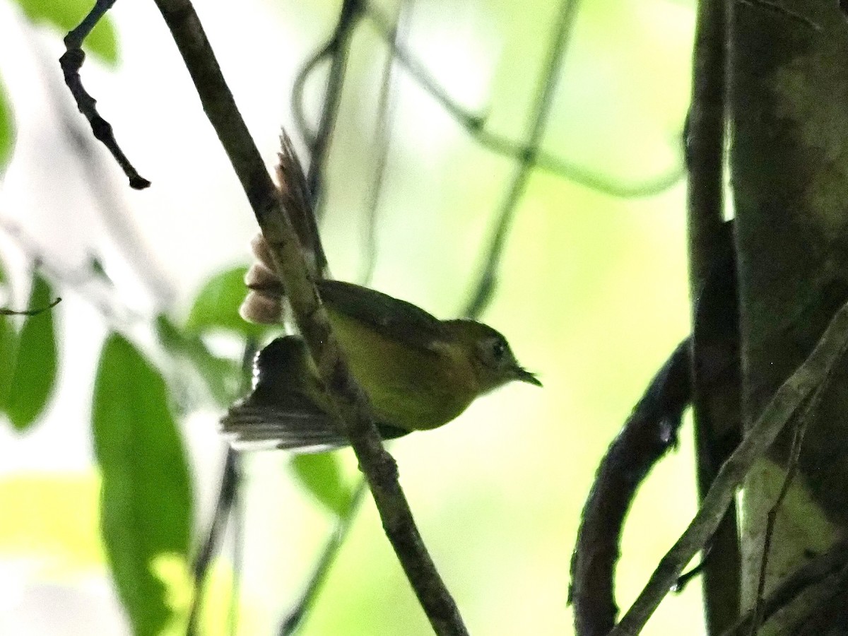 Sulphur-rumped Flycatcher - ML628141078