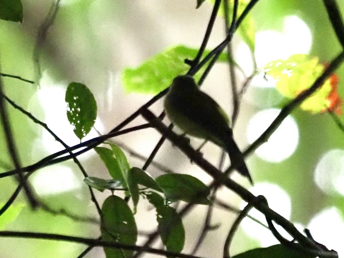 Sulphur-rumped Flycatcher - ML628141079