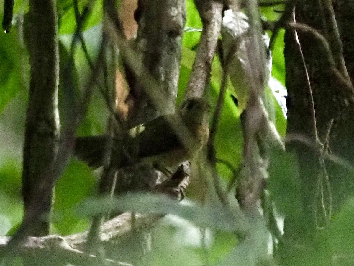 Sulphur-rumped Flycatcher - ML628141080