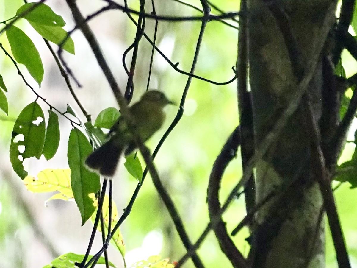 Sulphur-rumped Flycatcher - ML628141081