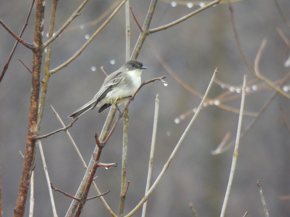 Eastern Phoebe - ML628141093