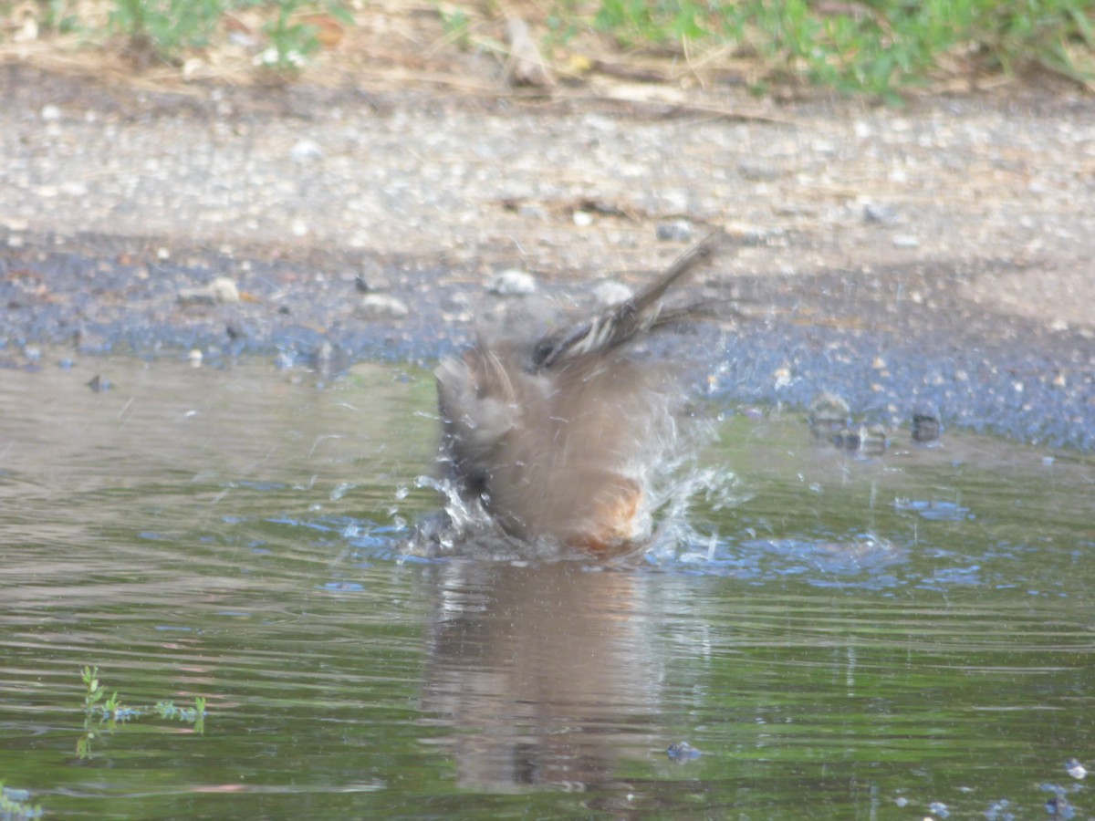American Robin - ML62814111