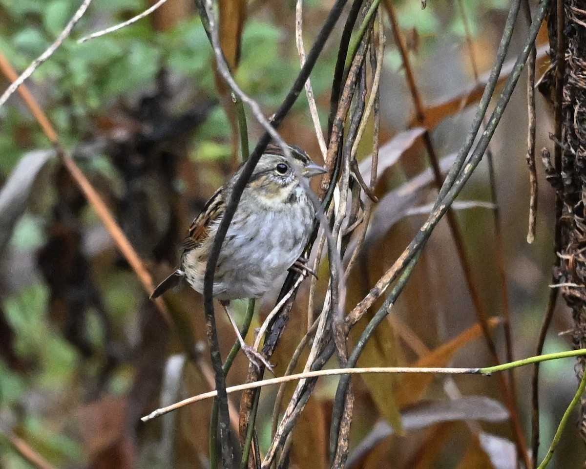 Swamp Sparrow - ML628141291