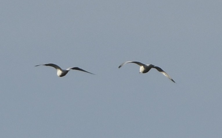 Ring-billed Gull - ML628141446