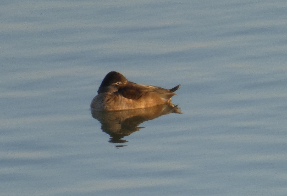 Ring-necked Duck - ML628141451
