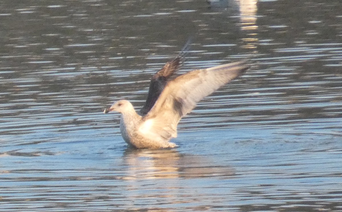European Herring Gull - ML628141461