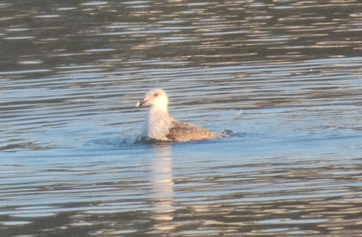 European Herring Gull - ML628141468