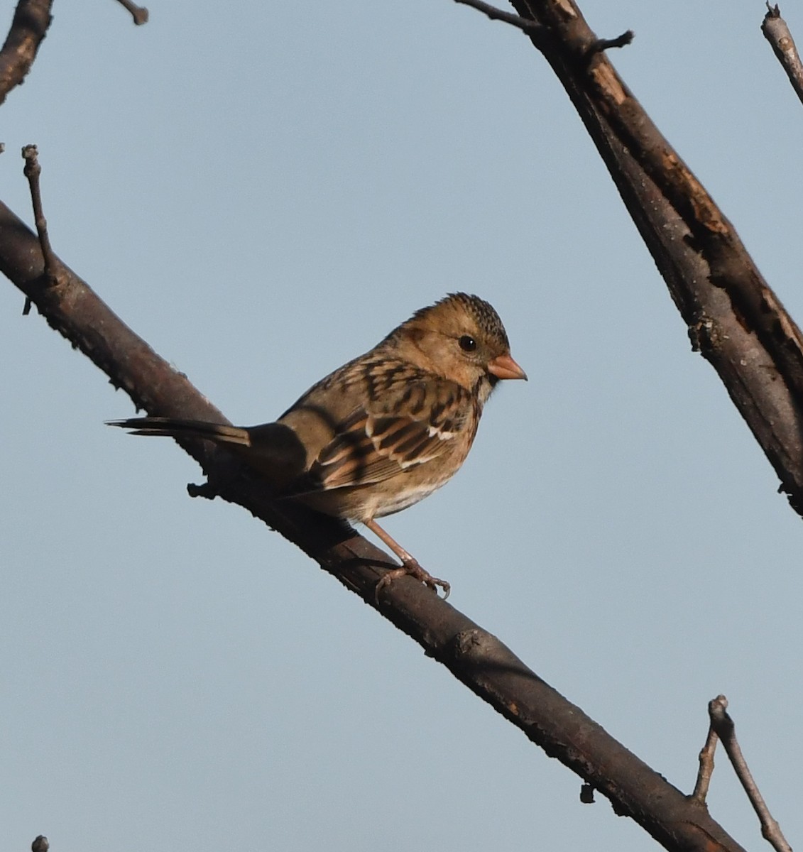 Harris's Sparrow - ML628141470