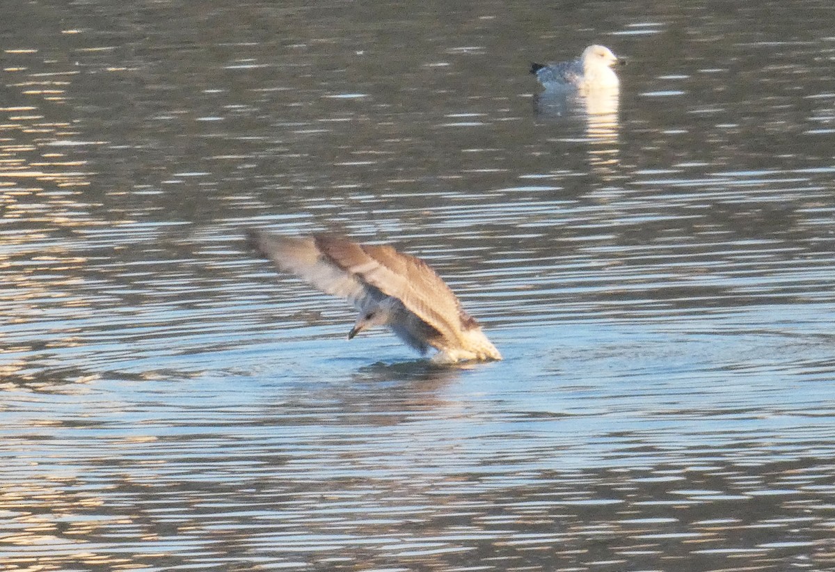 European Herring Gull - ML628141472