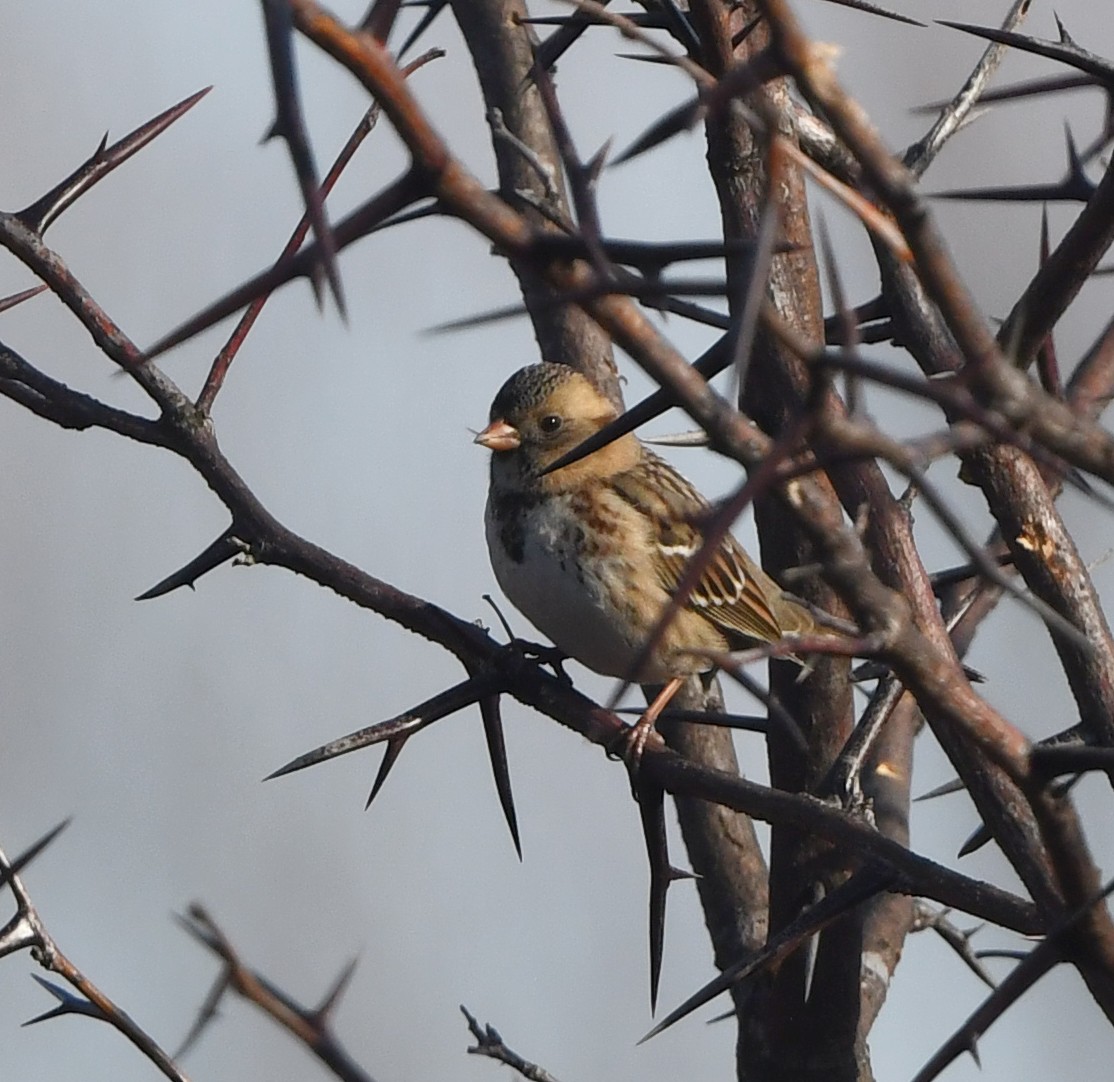 Harris's Sparrow - ML628141481