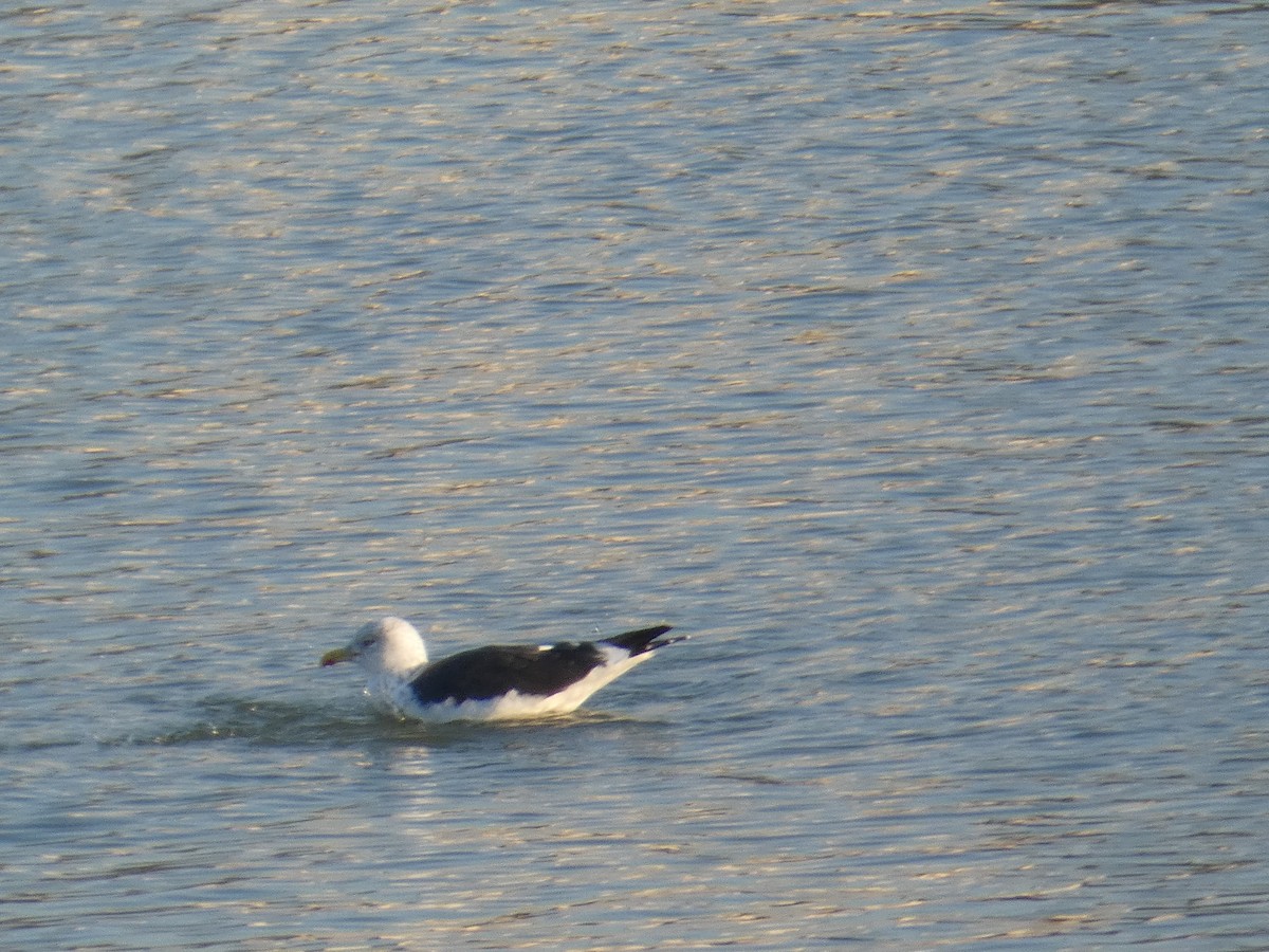Lesser Black-backed Gull (intermedius) - ML628141486