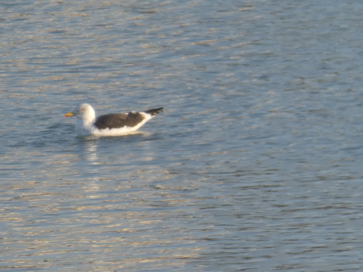 Lesser Black-backed Gull (intermedius) - ML628141487