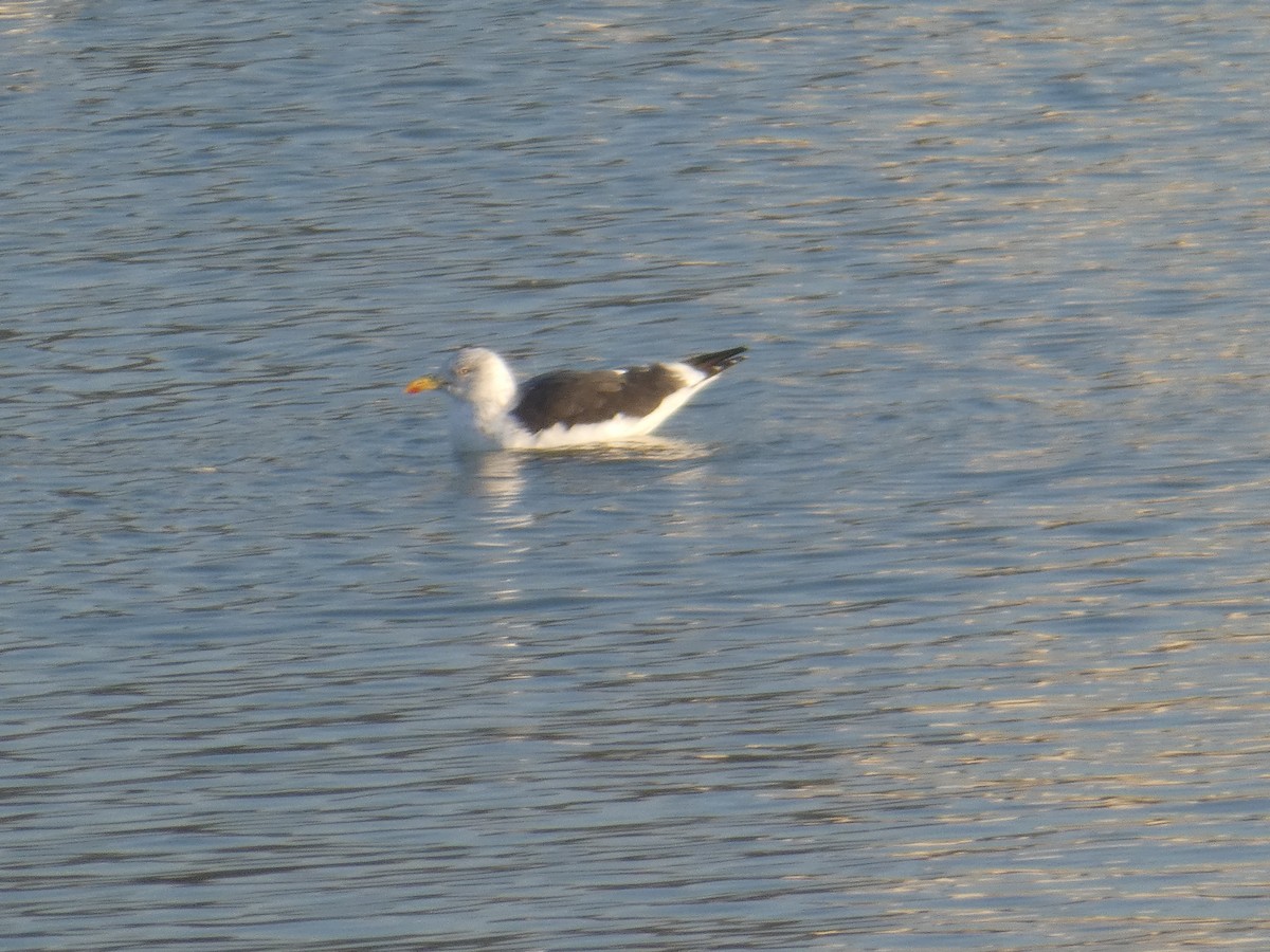 Lesser Black-backed Gull (intermedius) - ML628141489