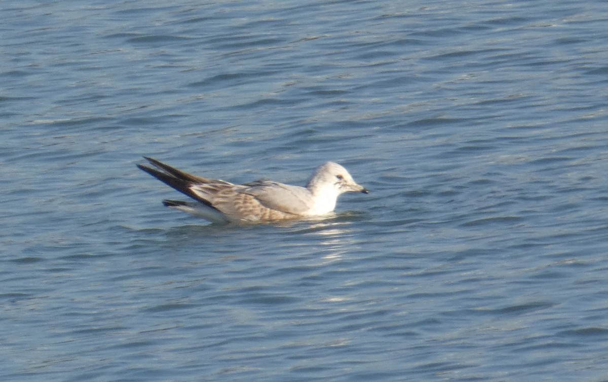 Common Gull - ML628141495