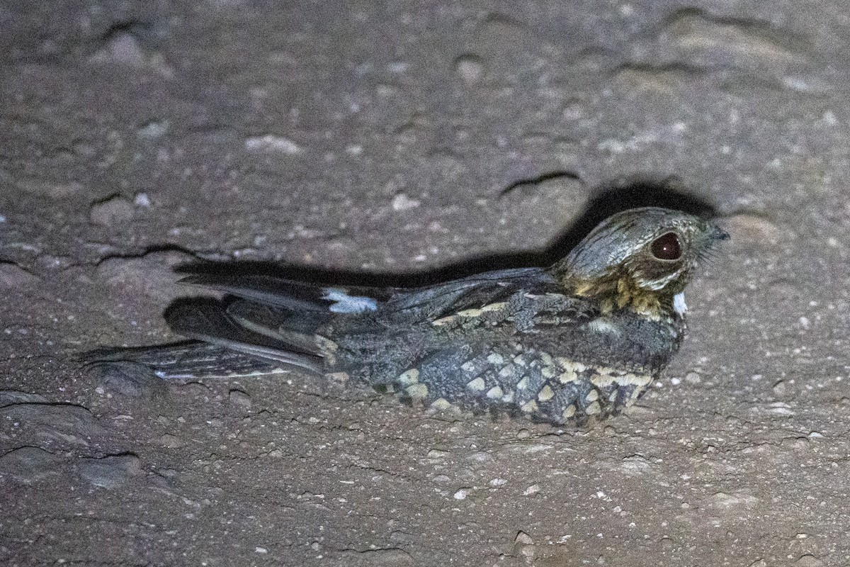 Fiery-necked Nightjar (Fiery-necked) - ML628141500