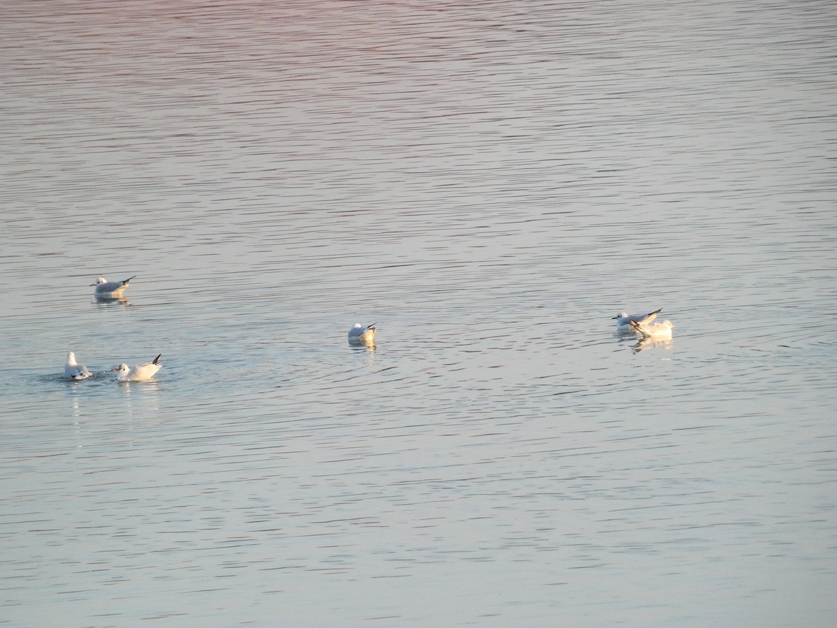 Black-headed Gull - ML628141501