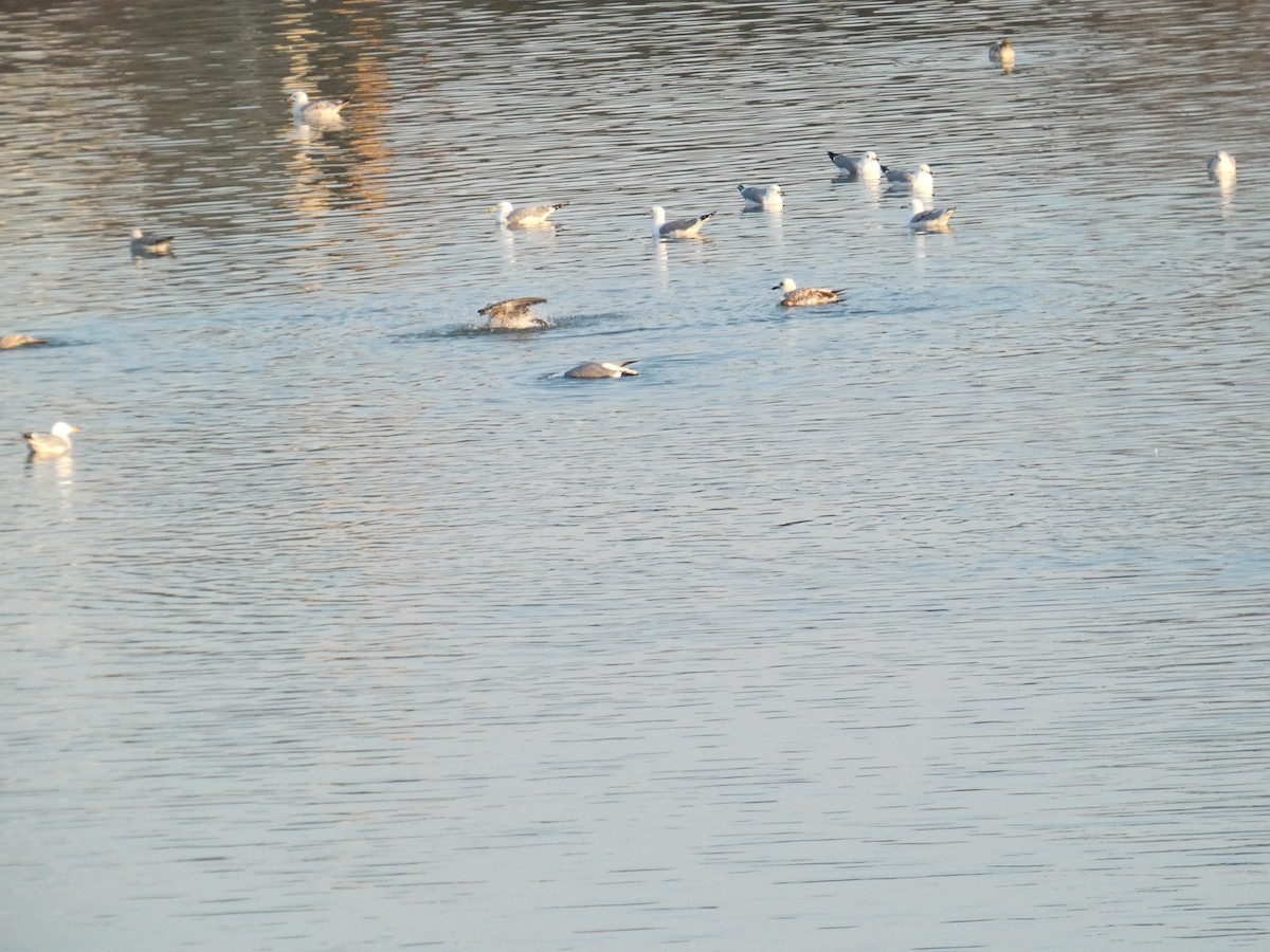 Yellow-legged Gull - ML628141505