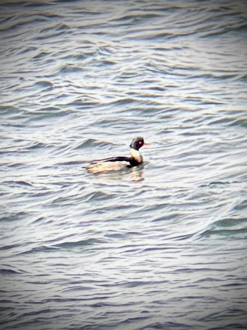 Red-breasted Merganser - ML628141520