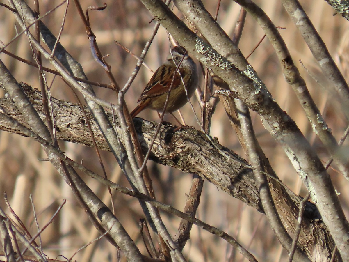 Swamp Sparrow - ML628141544