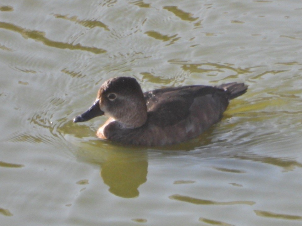 Ring-necked Duck - ML628141663