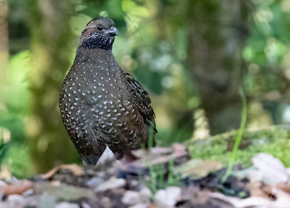 Spotted Wood-Quail - ML628141668