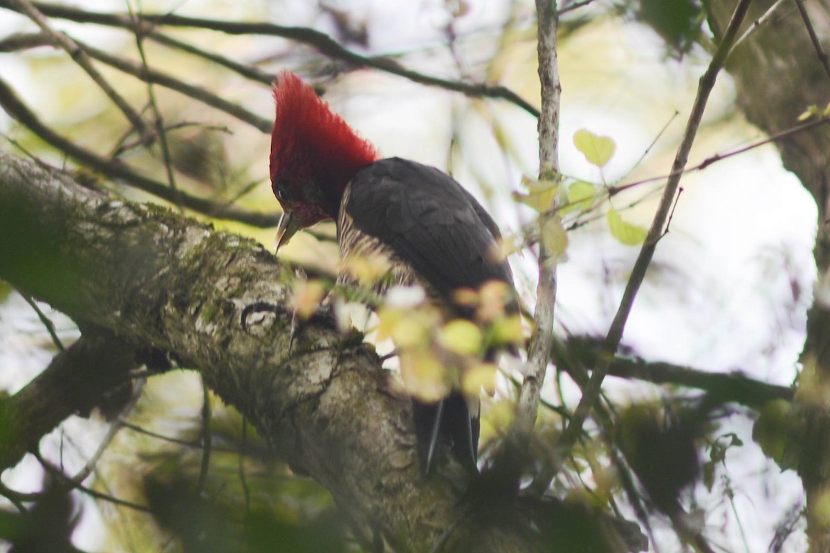 Helmeted Woodpecker - ML628141690