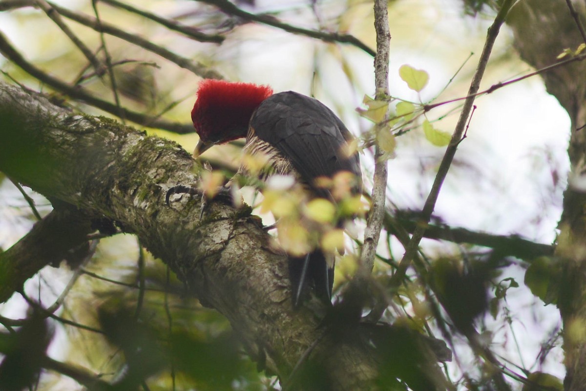 Helmeted Woodpecker - ML628141691