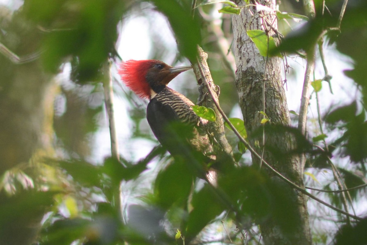 Helmeted Woodpecker - ML628141692