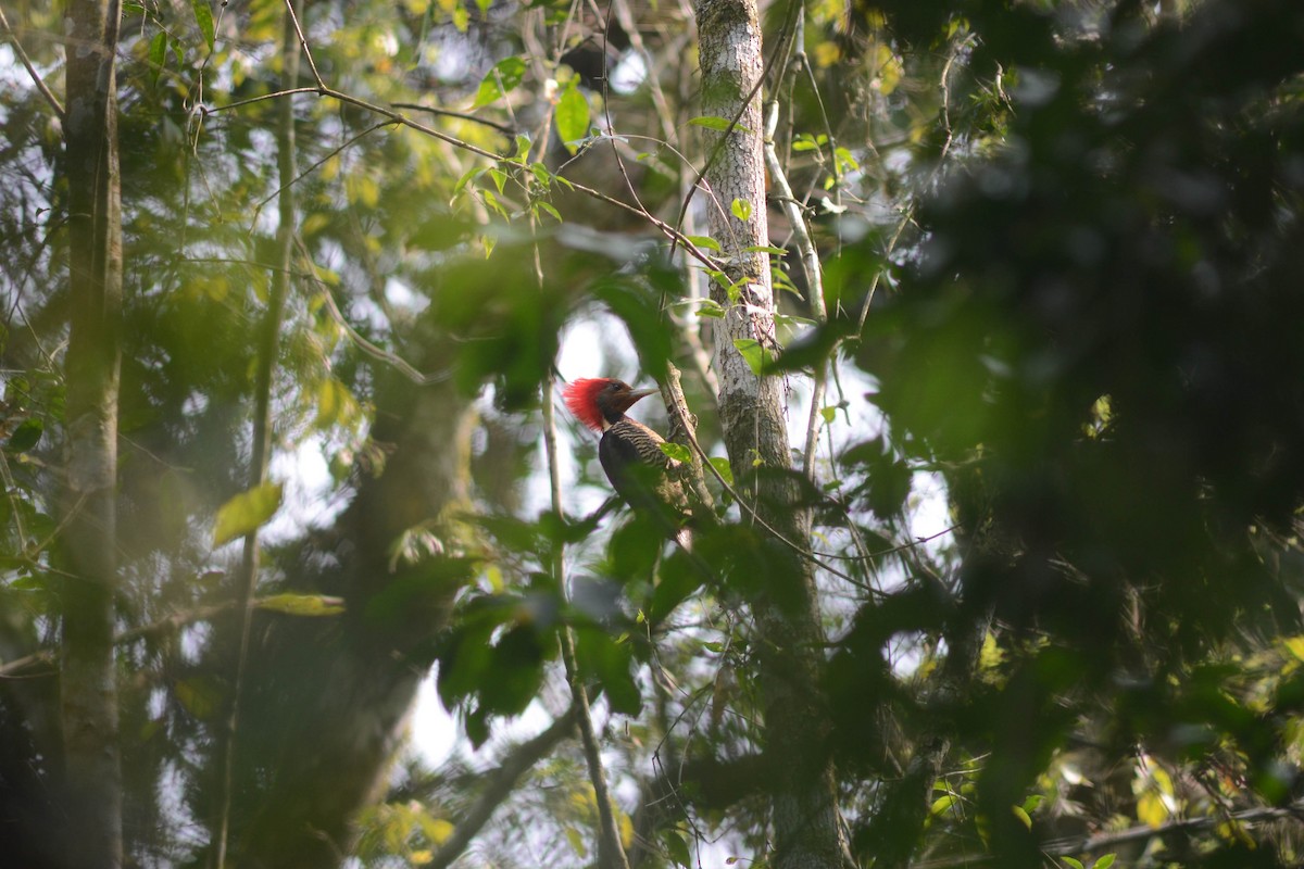 Helmeted Woodpecker - ML628141693