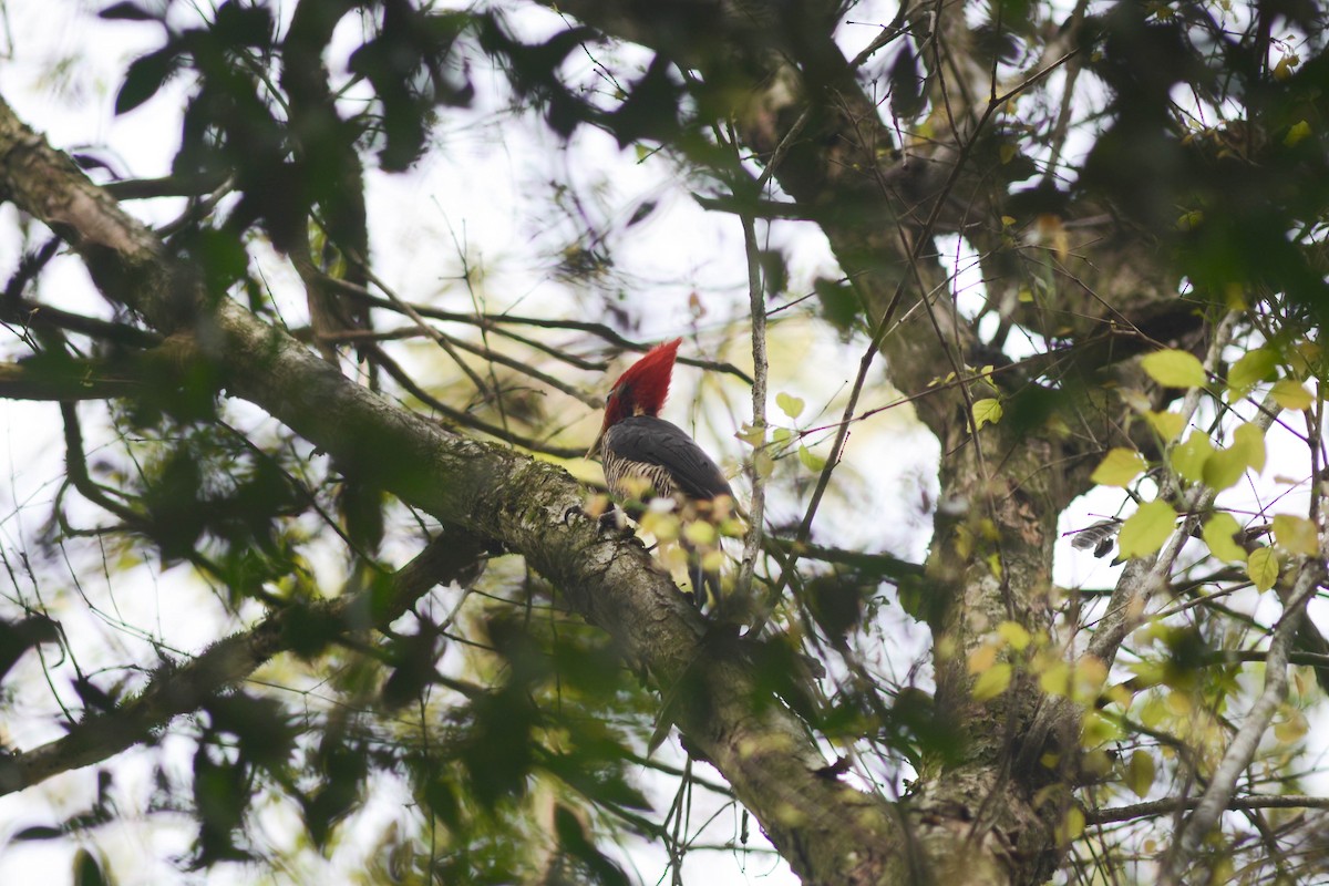 Helmeted Woodpecker - ML628141694