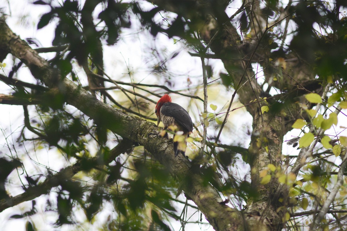Helmeted Woodpecker - ML628141695