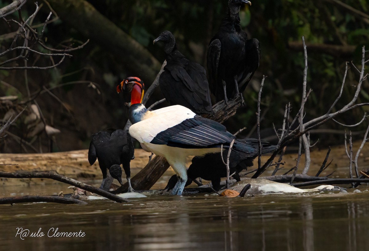 King Vulture - ML628141699