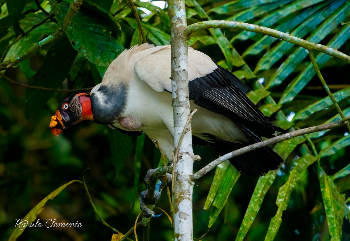 King Vulture - ML628141700